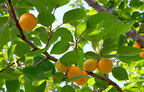 立夏吃個杏，到老沒有病