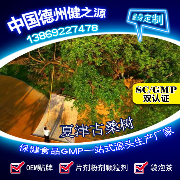 故道桑業(yè) 桑葉養生茶 德州健之源