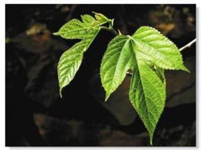 桑葉茶，營(yíng)養長(cháng)壽健康之茶